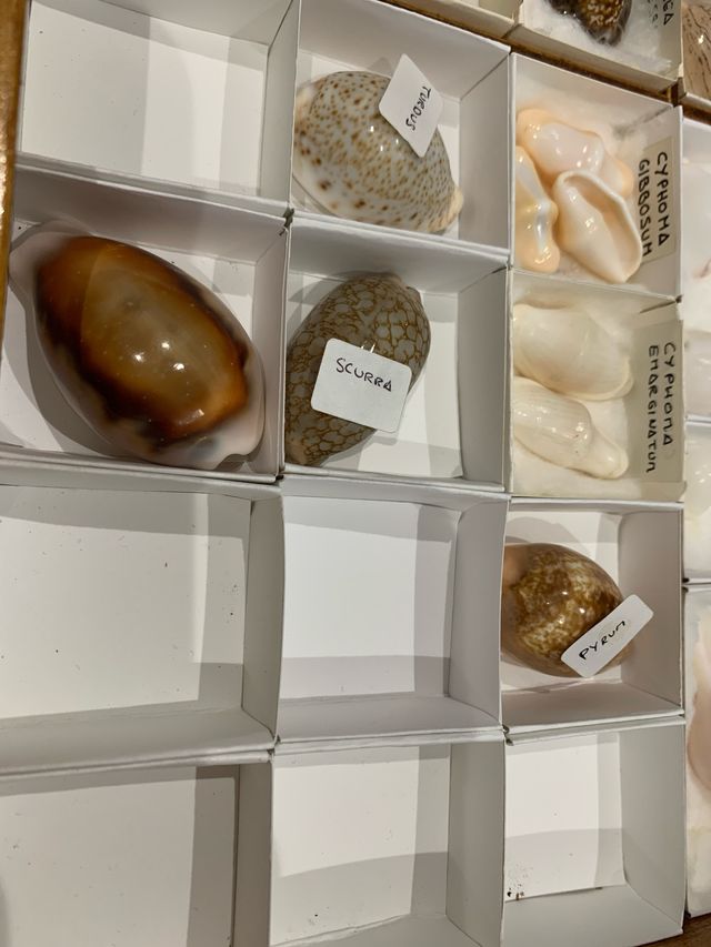 Colección de conchas marinas