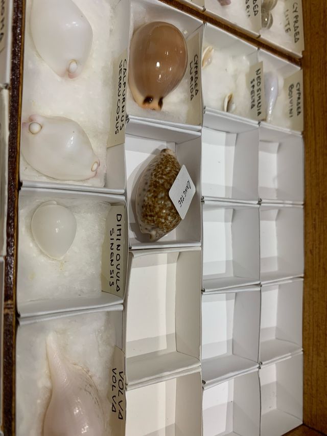 Colección de conchas marinas