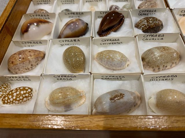 Colección de conchas marinas