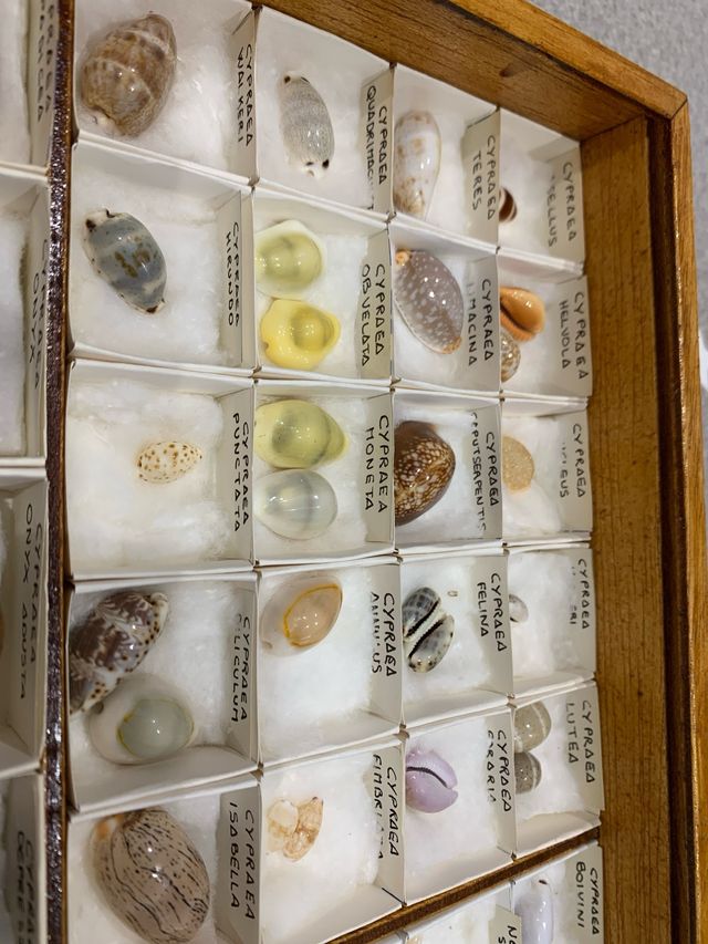 Colección de conchas marinas