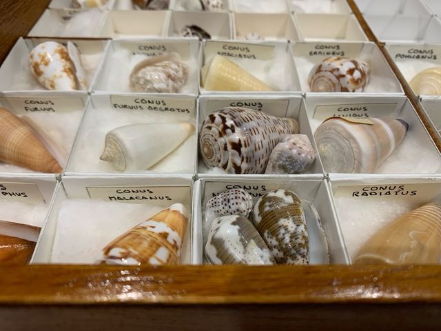 Colección de conchas marinas