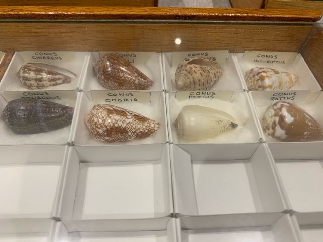 Colección de conchas marinas