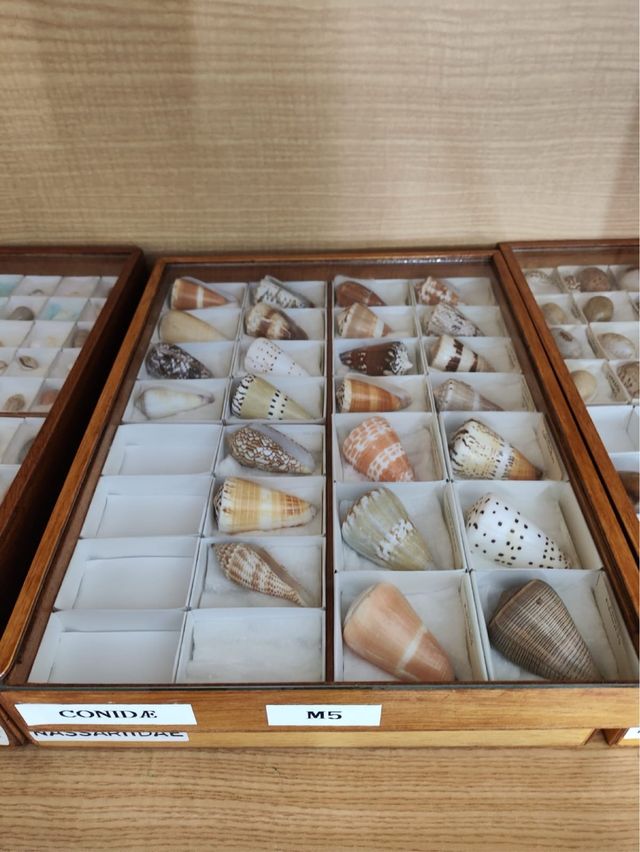 Colección Conchas Marinas Conidae M5