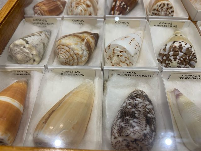 Colección Conchas Marinas Conidae M5