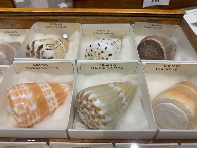 Colección Conchas Marinas Conidae M5