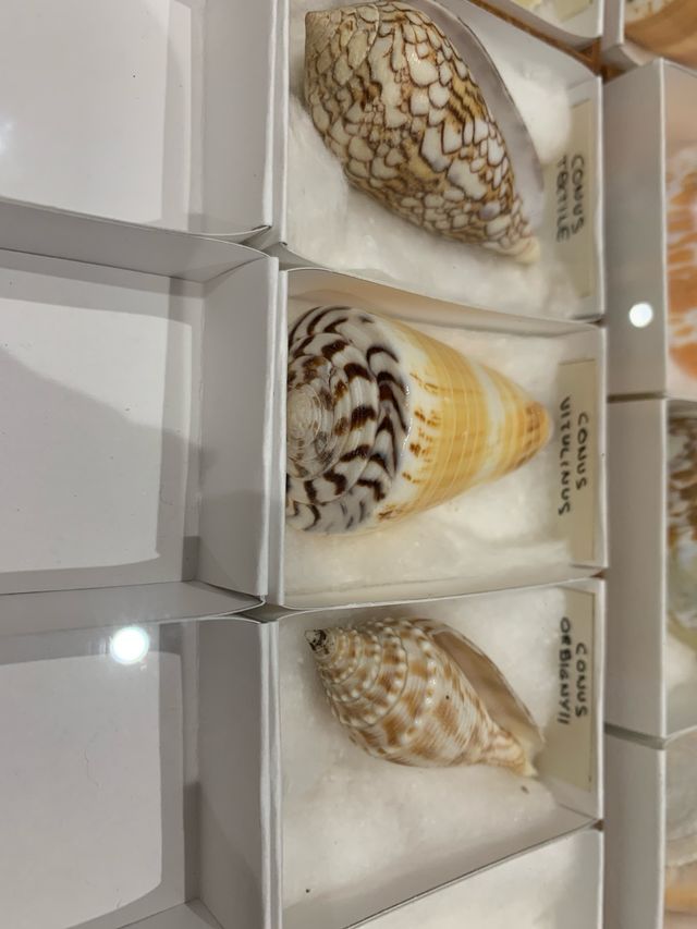 Colección Conchas Marinas Conidae M5