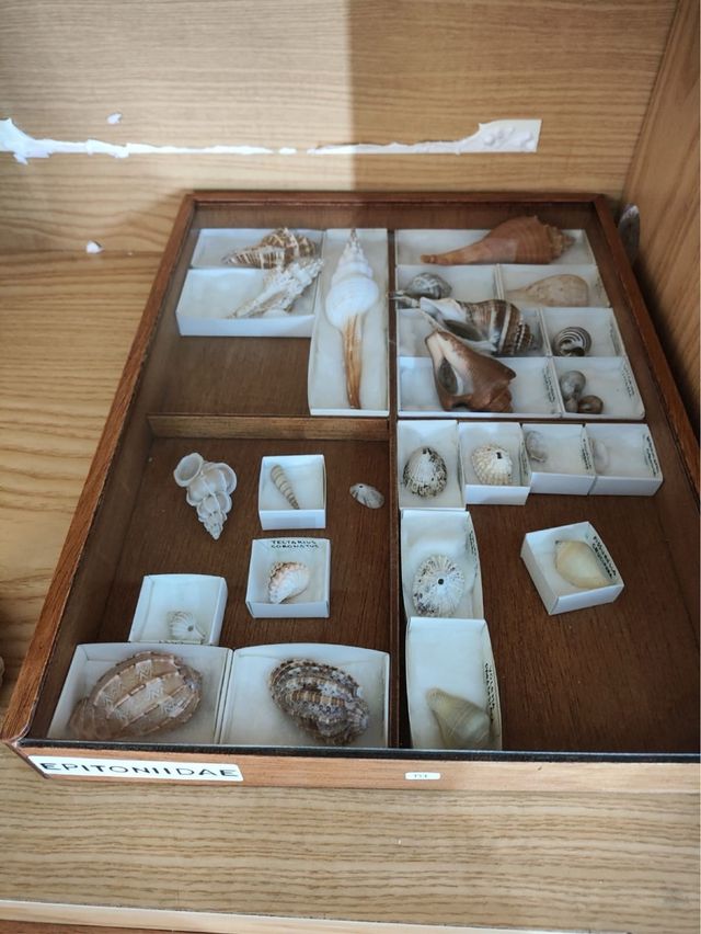 Colección de conchas marinas