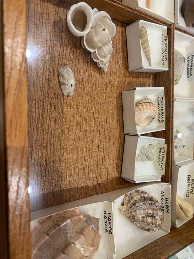 Colección de conchas marinas
