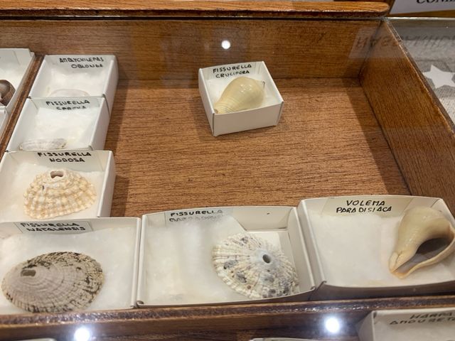 Colección de conchas marinas