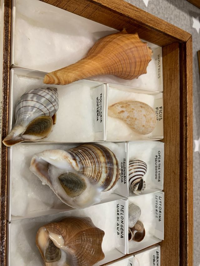 Colección de conchas marinas