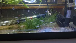 Acuario 40L Negro y regalo?