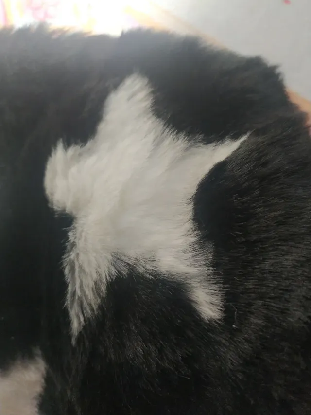 Cuello de pelo con estrellas