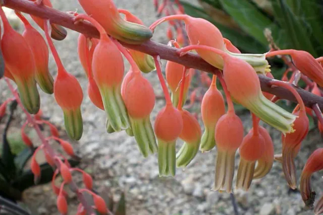 Vasi in terracotta con pianta Gasteria variegata