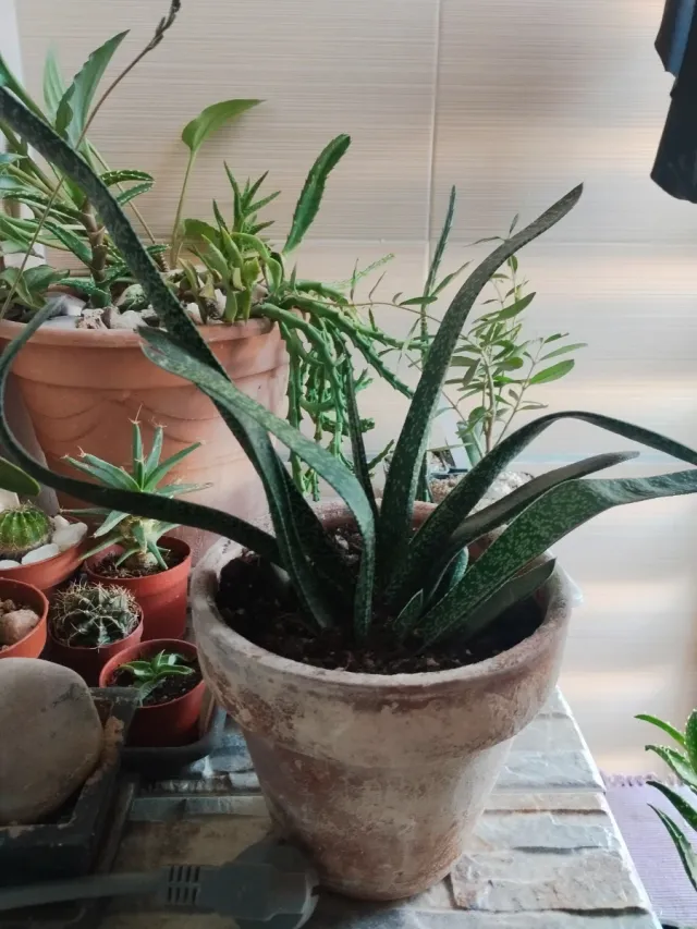 Vasi in terracotta con pianta Gasteria variegata