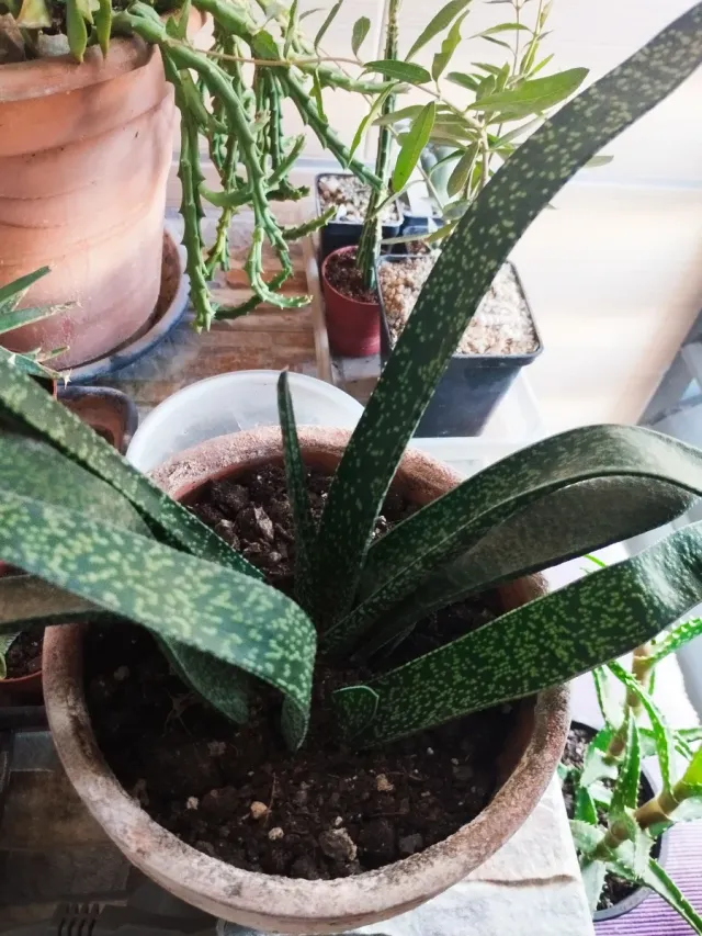 Vasi in terracotta con pianta Gasteria variegata