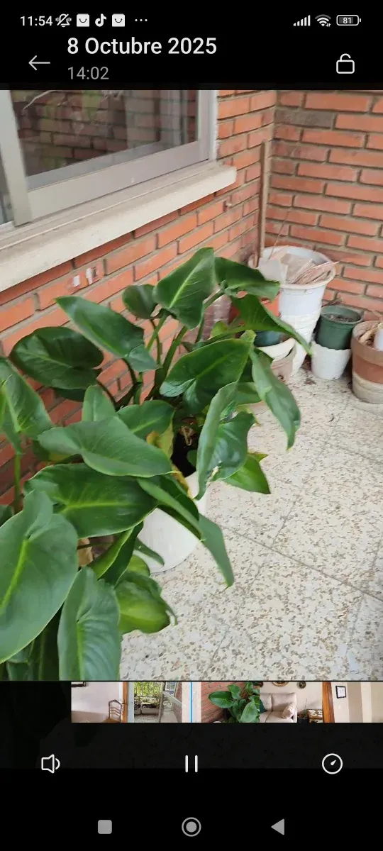 Pianta da interno verde