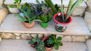 10 Piante Grasse Radicate