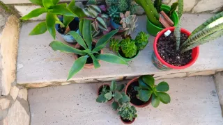 10 Piante Grasse Radicate