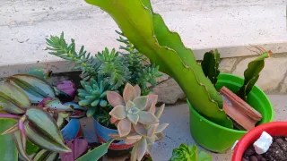 10 Piante Grasse Radicate