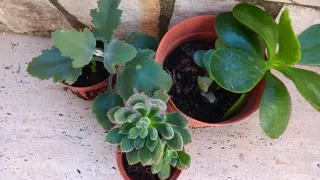 10 Piante Grasse Radicate