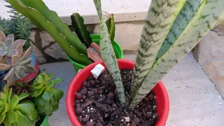 10 Piante Grasse Radicate