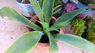 10 Piante Grasse Radicate