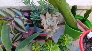 10 Piante Grasse Radicate