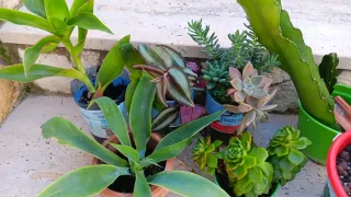 10 Piante Grasse Radicate