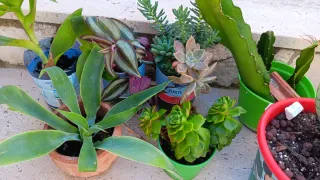 10 Piante Grasse Radicate