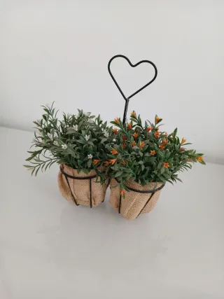 Piantine decorative con cuore