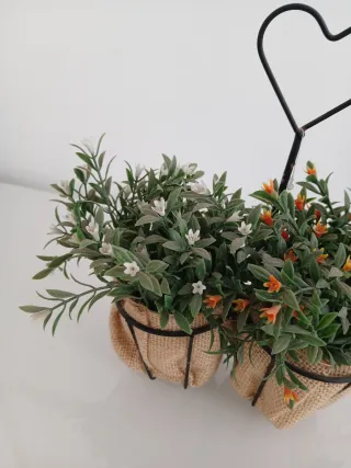 Piantine decorative con cuore