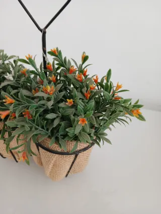 Piantine decorative con cuore