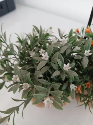 Piantine decorative con cuore