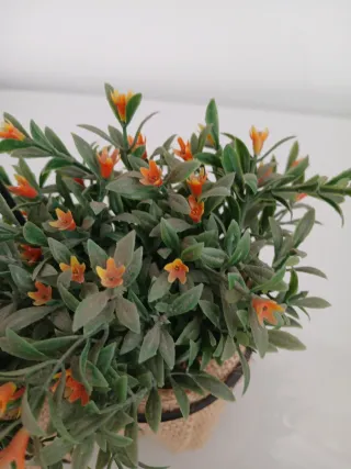 Piantine decorative con cuore