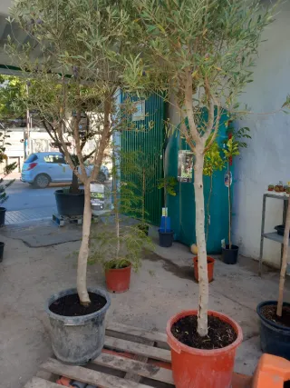 Olivos en maceta