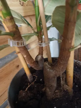 Planta Ficus El Tineke