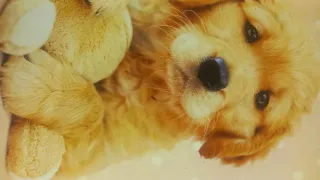 Completo letto Bassetti cotone