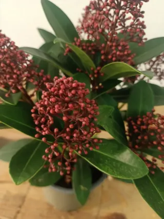 Planta Skimmia Japonica Rubella