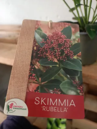 Planta Skimmia Japonica Rubella