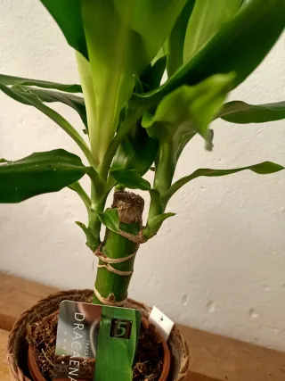 Planta Dracaena Fragans Steudneri