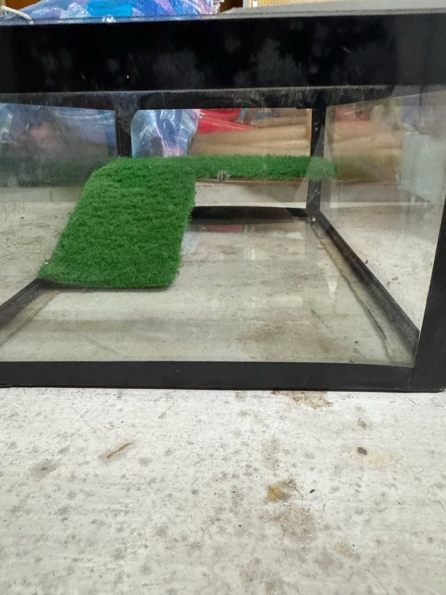 Terrario con rampa verde