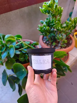 Vaso per talea personalizzato