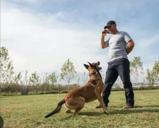 Adiestramiento canino con refuerzo positivo