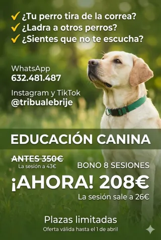 Adiestramiento canino con refuerzo positivo