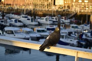 Cámara Nikon D5600 + objetivo