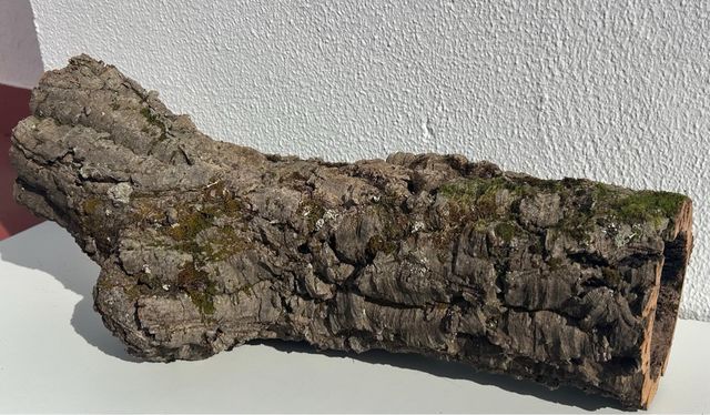 Troncos de alcornoque hueco con musgo