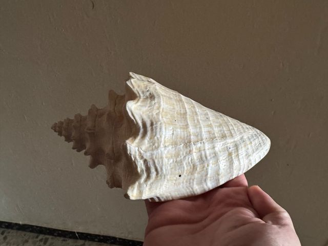 Caracola de mar grande