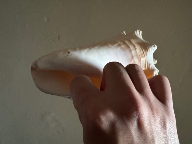 Caracola de mar grande