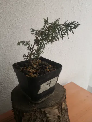 Plantón Itoigawa N4