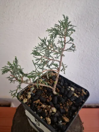 Plantón Itoigawa N5